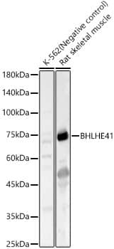 DEC2/SHARP1 Antibody - Azide and BSA Free