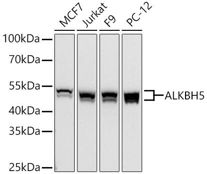 ALKBH5 Antibody - Azide and BSA Free