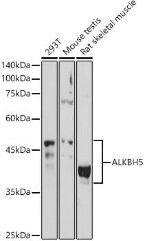ALKBH5 Antibody - Azide and BSA Free