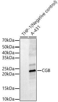 CGB5 Antibody - BSA Free