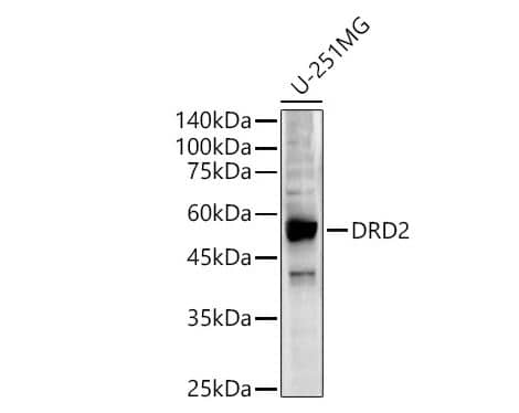 Dopamine D2R/DRD2 Antibody - Azide and BSA Free