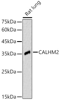 calcium homeostasis modulator 2 Antibody - Azide and BSA Free