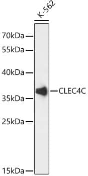 DLEC/CLEC4C/BDCA-2 Antibody - Azide and BSA Free