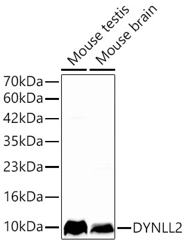 Dynein light chain 2 cytoplasmic Antibody - Azide and BSA Free