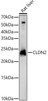 Claudin-2 Antibody - Azide and BSA Free