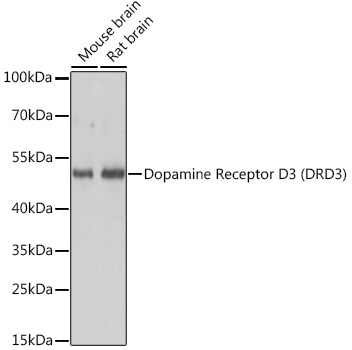 Dopamine D3R/DRD3 Antibody - Azide and BSA Free