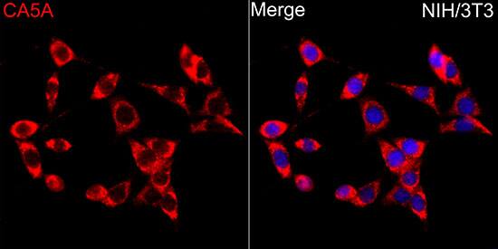 Carbonic Anhydrase VA/CA5A Antibody - Azide and BSA Free