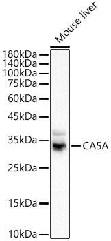 Carbonic Anhydrase VA/CA5A Antibody - Azide and BSA Free