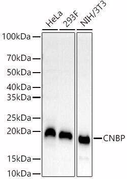 CNBP Antibody - Azide and BSA Free
