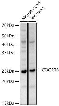 COQ10B Antibody