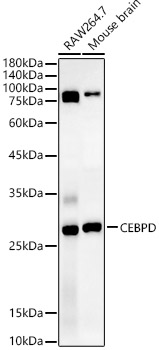 CEBP Delta Antibody - Azide and BSA Free