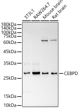 CEBP Delta Antibody - Azide and BSA Free