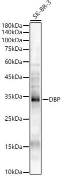 D Box Binding Protein Antibody - Azide and BSA Free