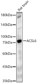 ACSL6 Antibody - BSA Free