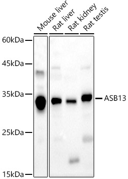 ASB13 Antibody - Azide and BSA Free