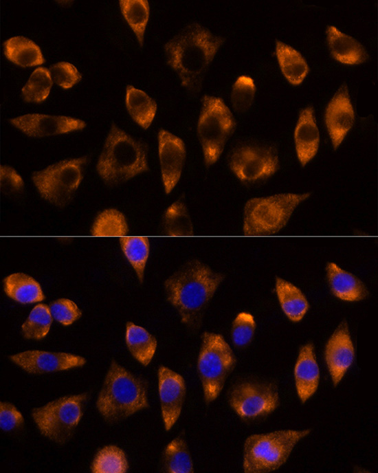 DUSP15 Antibody - Azide and BSA Free