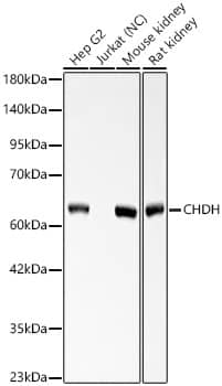 Choline dehydrogenase Antibody - Azide and BSA Free