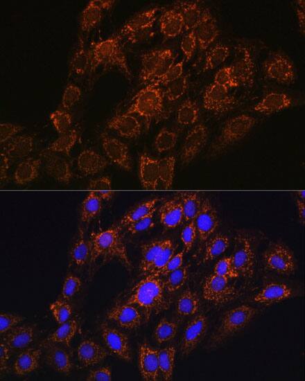 CHCHD2 Antibody - Azide and BSA Free