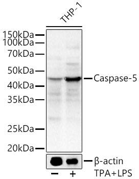 Caspase 5 Antibody - Azide and BSA Free