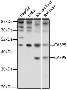 Caspase 5 Antibody - Azide and BSA Free