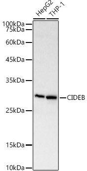 CIDEB Antibody