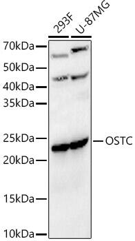 DC2 Antibody - Azide and BSA Free