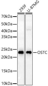 DC2 Antibody - Azide and BSA Free