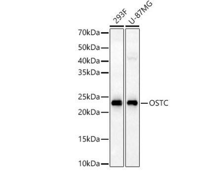 DC2 Antibody - Azide and BSA Free