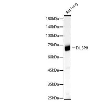 DUSP8 Antibody - Azide and BSA Free