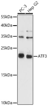 ATF3 Antibody - BSA Free