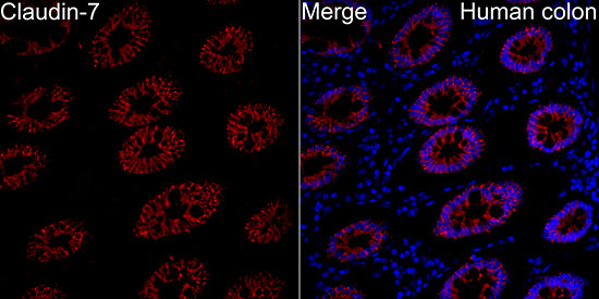 Claudin-7 Antibody - BSA Free