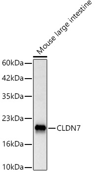 Claudin-7 Antibody - BSA Free