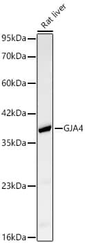 Connexin 37/GJA4 Antibody - BSA Free