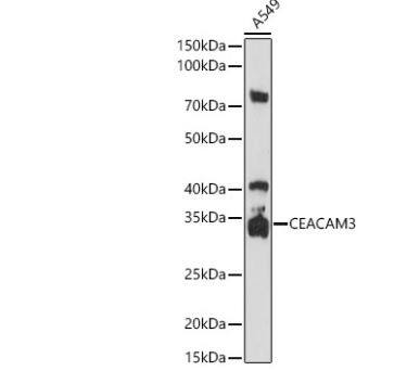 CEACAM3/CD66d Antibody - BSA Free