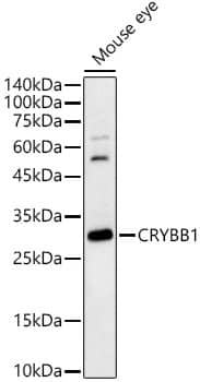 beta B1 Crystallin Antibody - BSA Free