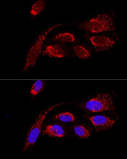ATP5H Antibody - BSA Free
