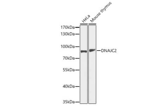 DNAJC2 Antibody - BSA Free