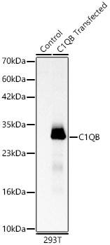 C1QB Antibody - BSA Free