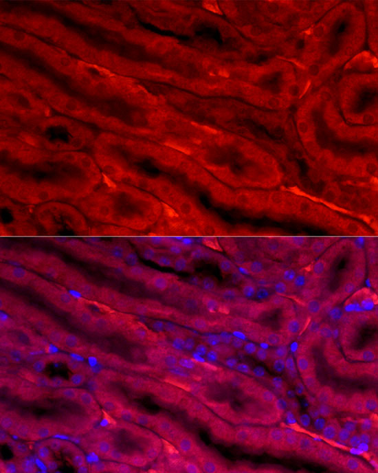 BBOX1 Antibody - BSA Free
