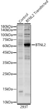 BTNL2/Butyrophilin-like 2 Antibody - Azide and BSA Free