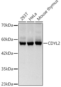 CDYL2 Antibody - BSA Free