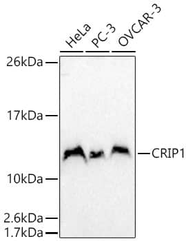 CRIP1 Antibody - BSA Free