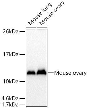 CRIP1 Antibody - BSA Free