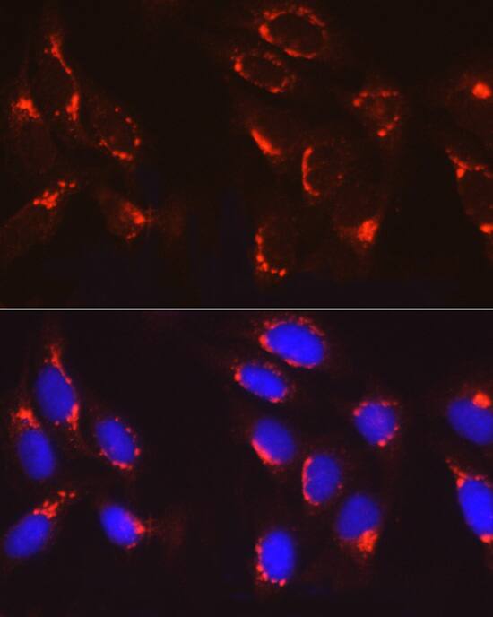COPB2 Antibody - Azide and BSA Free
