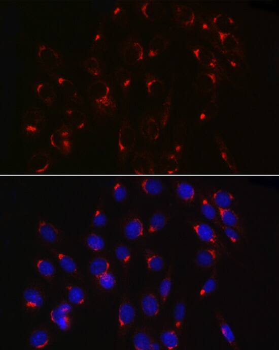 COPB2 Antibody - Azide and BSA Free