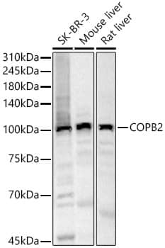 COPB2 Antibody - Azide and BSA Free