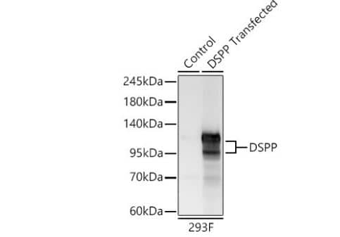 DSPP Antibody - Azide and BSA Free