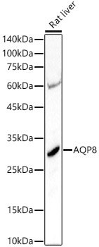 Aquaporin-8 Antibody - BSA Free