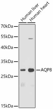 Aquaporin-8 Antibody - BSA Free