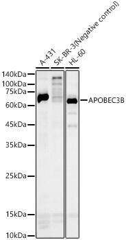 APOBEC3B Antibody - Azide and BSA Free